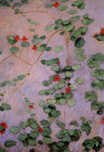 Nasturtiums